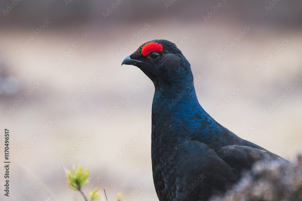 portrait of black grouse during lek portrait of black grouse during lek