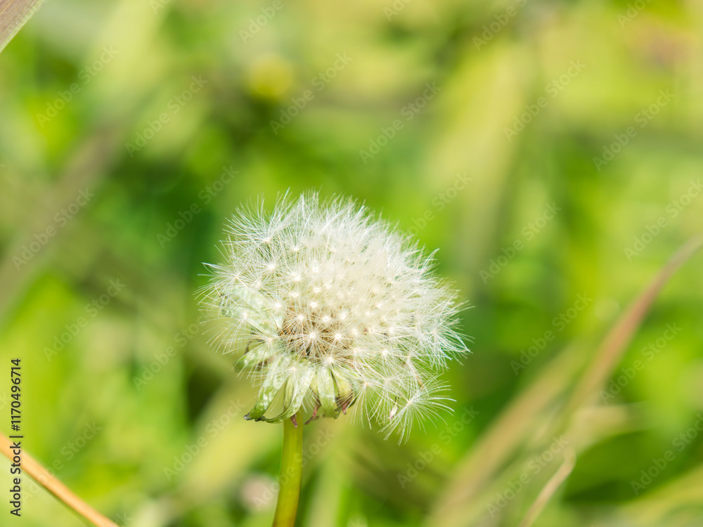 Fototapeta premium 緑の中の白い綿毛