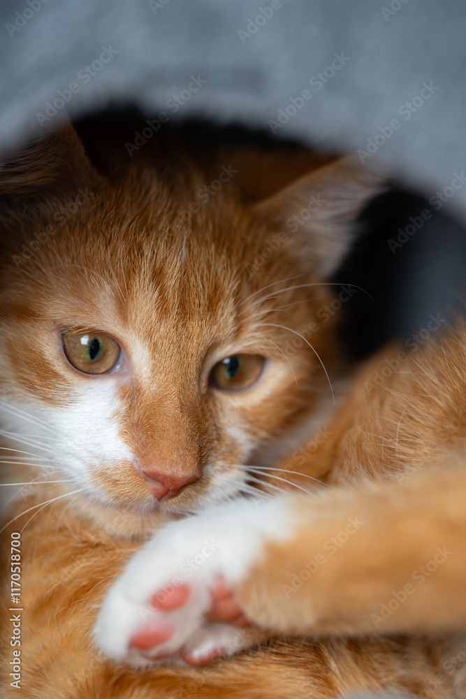 Ginger domestic cat sleeps in the cat house. Kitten tower, tree with scratching posts. Close-up portrait Ginger domestic cat sleeps in the cat house. Kitten tower, tree with scratching posts. Close-up portrait