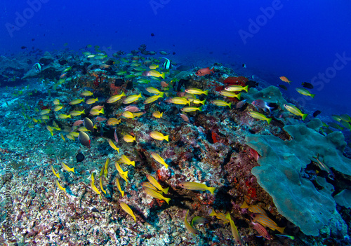 Yakampita reef Sri Lanka