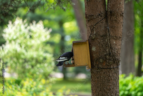 A pigeon sits in a bird feeder on a tree in a park on a spring day. Wildlife and birds concept. Close-up