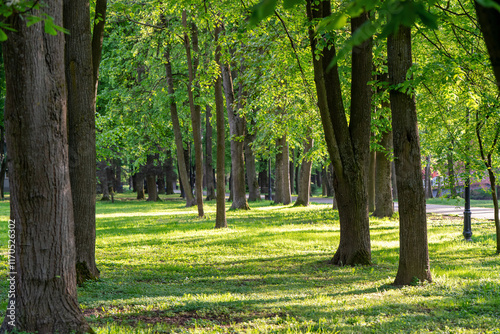 Fototapeta Naklejka Na Ścianę i Meble -  Beautiful view of the city park on a sunny spring day.