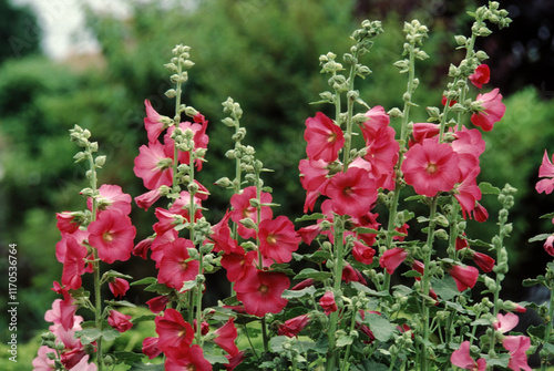 Rose tremiere, Alcea rosea photo