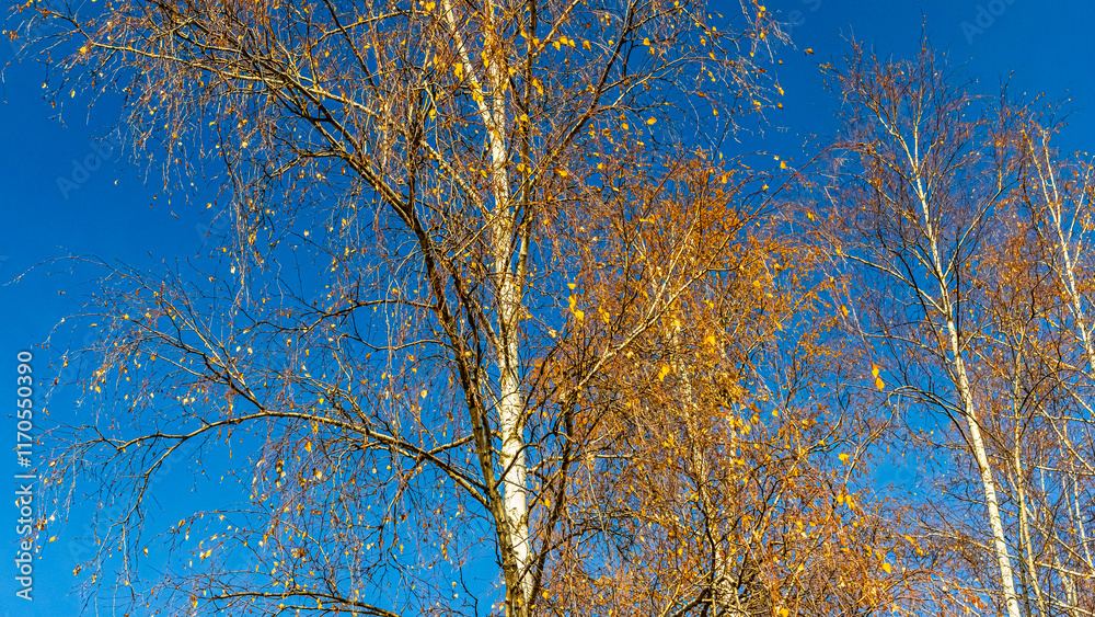 Fototapeta premium Birch tree forest