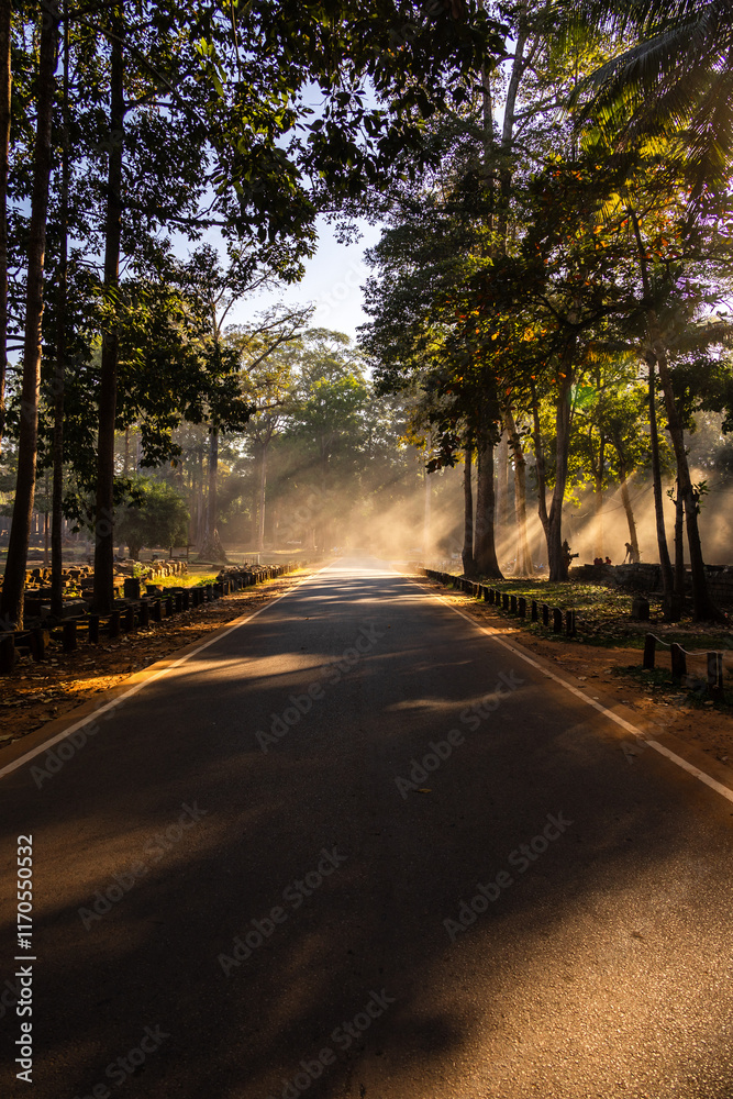 Fototapeta premium Light catcher. Dust in the air shows early morning sunlight filtered through trees at the side of a road.