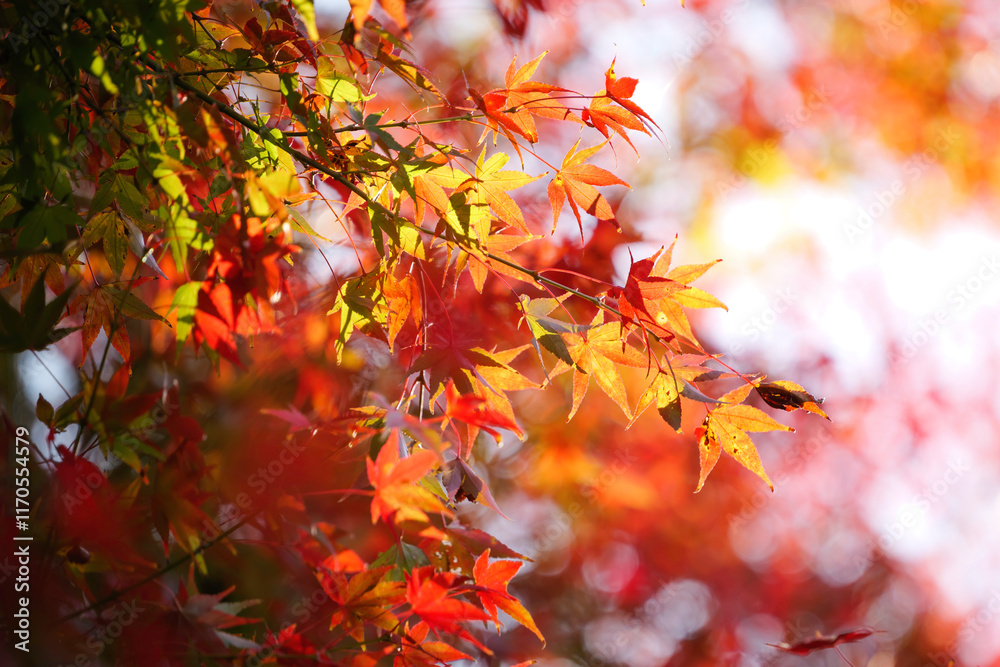 Autumn scenery, leaves of trees dyed in red Autumn scenery, leaves of trees dyed in red