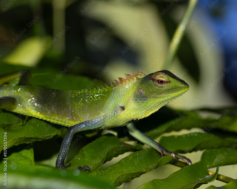 Oriental garden lizard