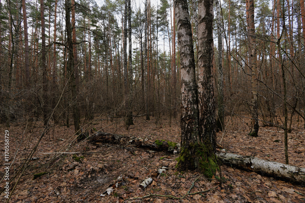 Fototapeta premium trees and fallen leaves in the forest