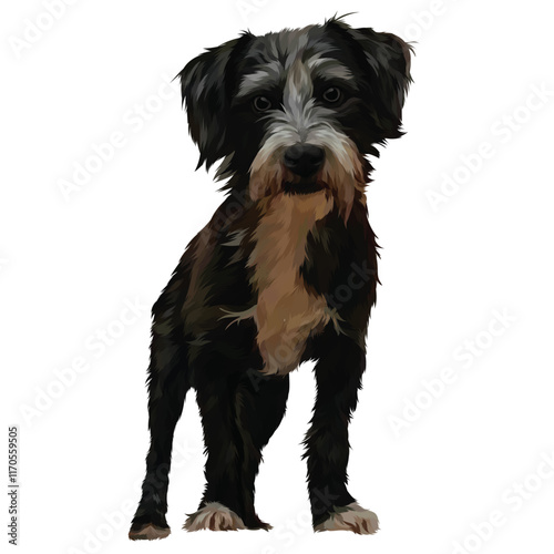 black and white dog
