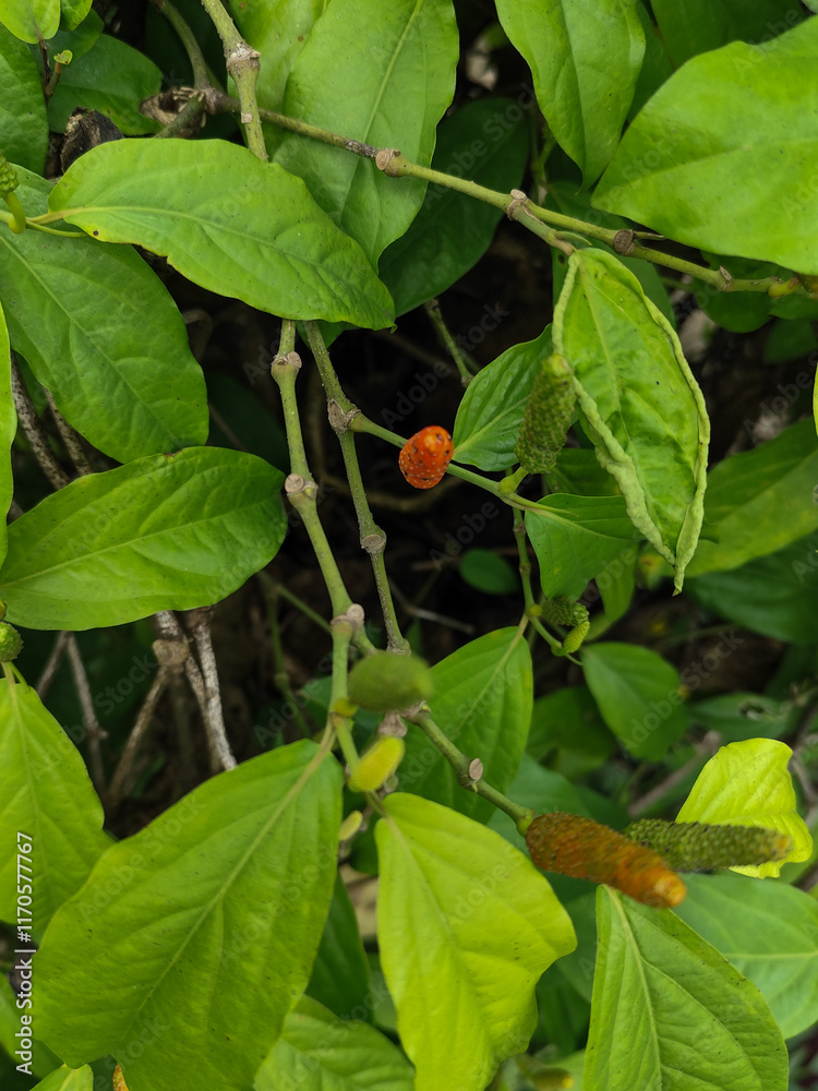The Javanese chili plant or puyang chili has many benefits, one of which is as a medicine or herbal medicine. The Javanese chili plant or puyang chili has many benefits, one of which is as a medicine or herbal medicine.