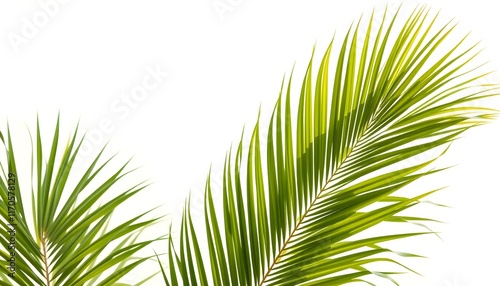 A serene and minimalist summer background featuring natural green palm leaves with soft sun shadows, creating a pastel-colored aesthetic photo