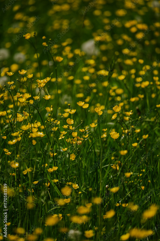 Obraz premium Kwiaty