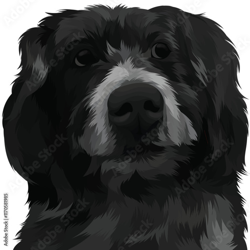 black and white dog