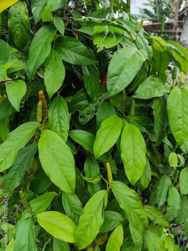 The Javanese chili plant or puyang chili has many benefits, one of which is as a medicine or herbal medicine. photo