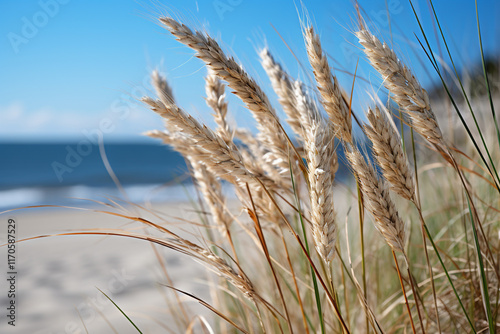 ecological significance of sea oats in vast expanse of sand dunes lies in their noble ability to safeguard against relentless forces of coastal erosion, while simultaneously bestowing upon these delic photo