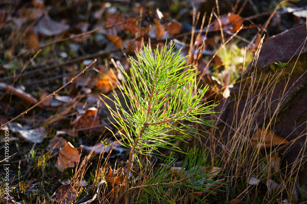 A young, small pine tree illuminated by the morning sun. New life in nature, atmospheric nature photo A young, small pine tree illuminated by the morning sun. New life in nature, atmospheric nature photo