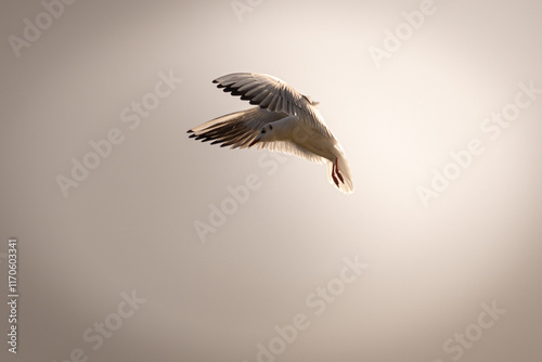 VUELO DE CAZA photo