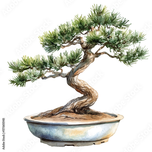 A watercolor vector painting of a Pine Bonsai tree, isolated on a white background. Pine Bonsai tree vector.

