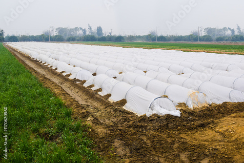 Covered asparagus field in Westphalia, Pakistan, Plastic film covered fields with growing asparagus vegetables on Dutch farm, Brabant, Netherlands, Growing asparagus under plastic foil photo