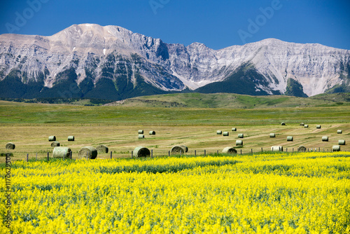 Yellow Canola Canadian Rockies Prairies Landscape Alberta