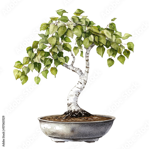 A watercolor vector painting of a Paper Birch Bonsai tree, isolated on a white background. Paper Birch Bonsai tree vector.

