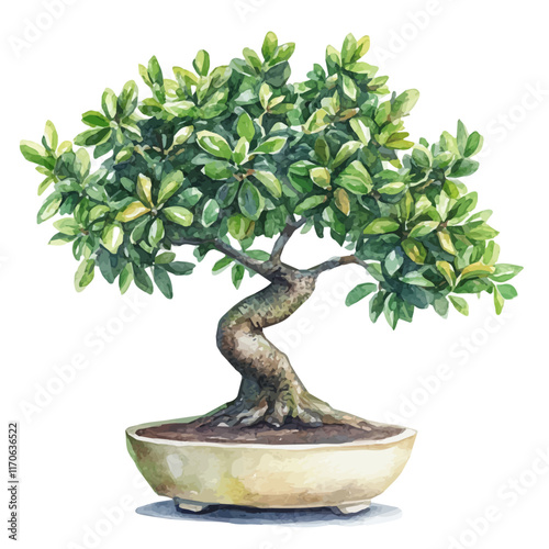 A watercolor vector painting of a Panama Tree Bonsai, isolated on a white background. Panama Tree Bonsai vector.

