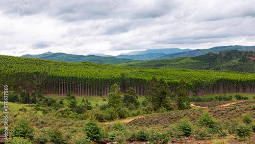 Beautiful landscape with a forest and mountains at Piggs Peak in Eswatini