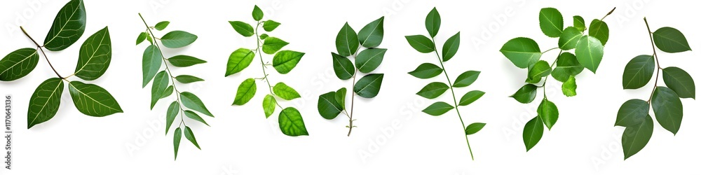 Fototapeta premium Green leaves arranged on a white background