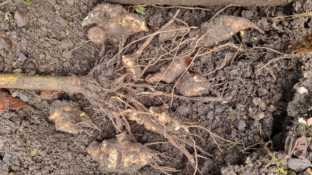 jerusalem artichoke jerusalem artichoke