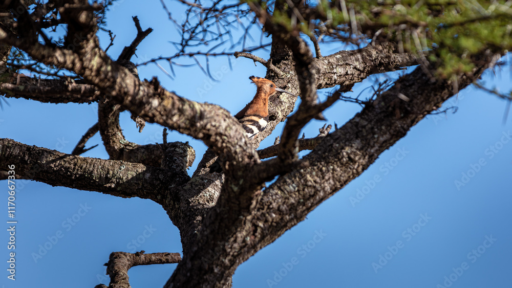 African Hoopoe (Upupa Africana) sitting on a tree in in the Manyoni Private Game Reserve in KwaZulu-Natal in South Africa African Hoopoe (Upupa Africana) sitting on a tree in in the Manyoni Private Game Reserve in KwaZulu-Natal in South Africa