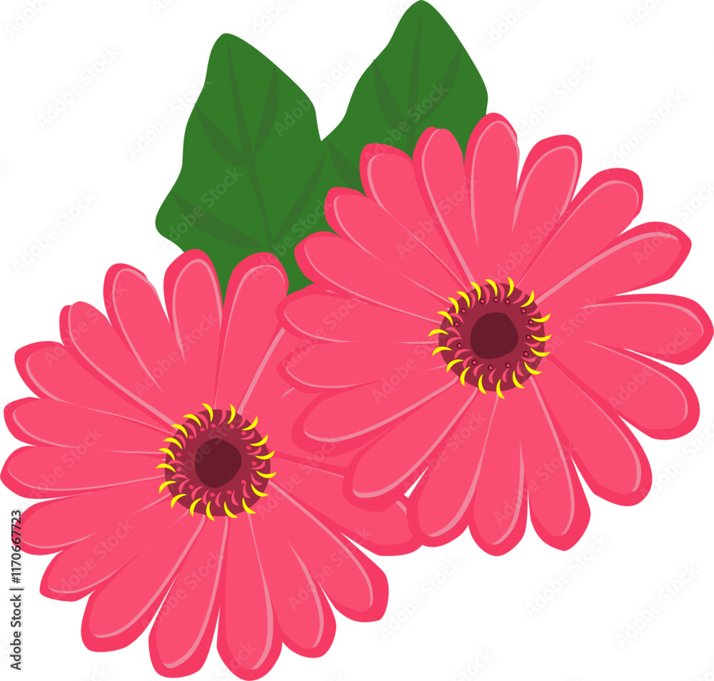 Fototapeta premium pink gerber daisy