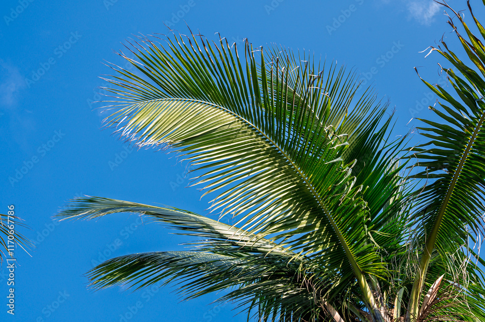palm tree on blue sky