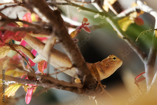 The brown chameleon raised its head. Perched on a branch with red leaves. Sunlight shines from the left side.

 photo