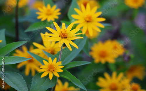 Fototapeta Naklejka Na Ścianę i Meble -  Arnica Montana's yellow flowers bloom against the green foliage. Make it stand out in the afternoon

