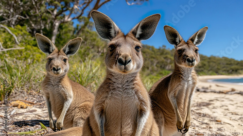 A group of eastern grey kangaroos on Pretty Beach in Murramarang National Park, New South Wales, Australia. Kangaroos looking at the camera. photo