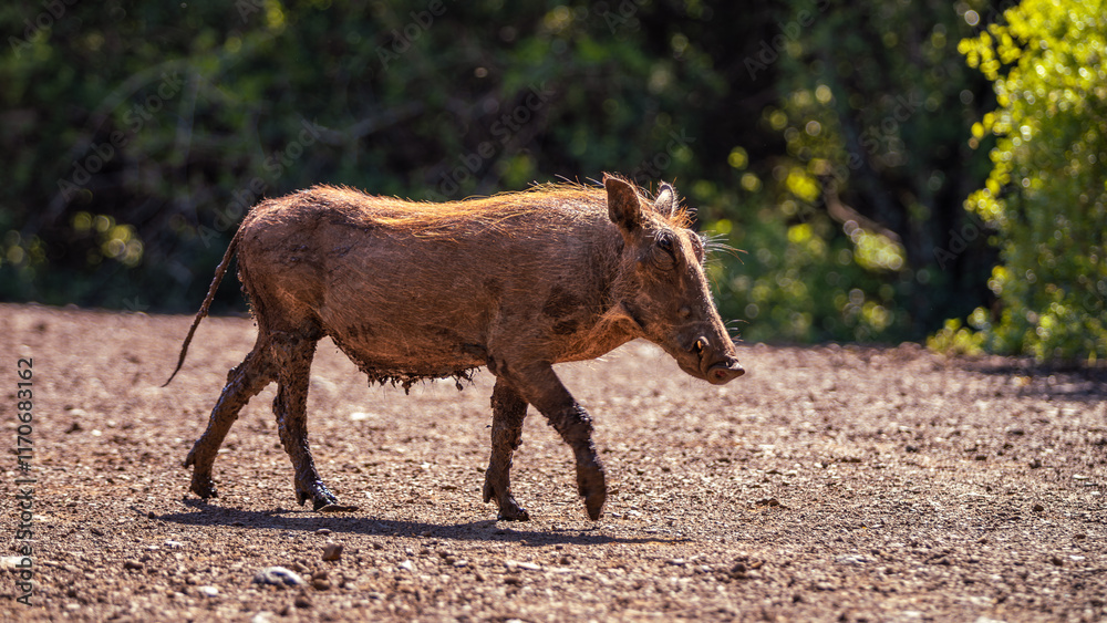 Fototapeta premium Ugly dirty Warthog in the Manyoni Private Game Reserve in KwaZulu-Natal in South Africa