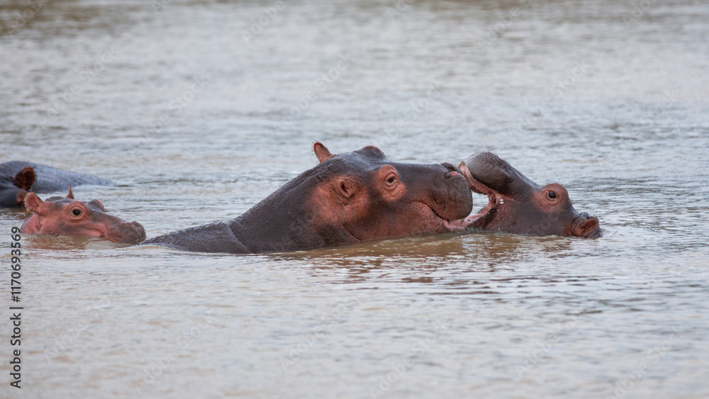 Hippos enjoying the water in Santa Lucia in South Africa Hippos enjoying the water in Santa Lucia in South Africa