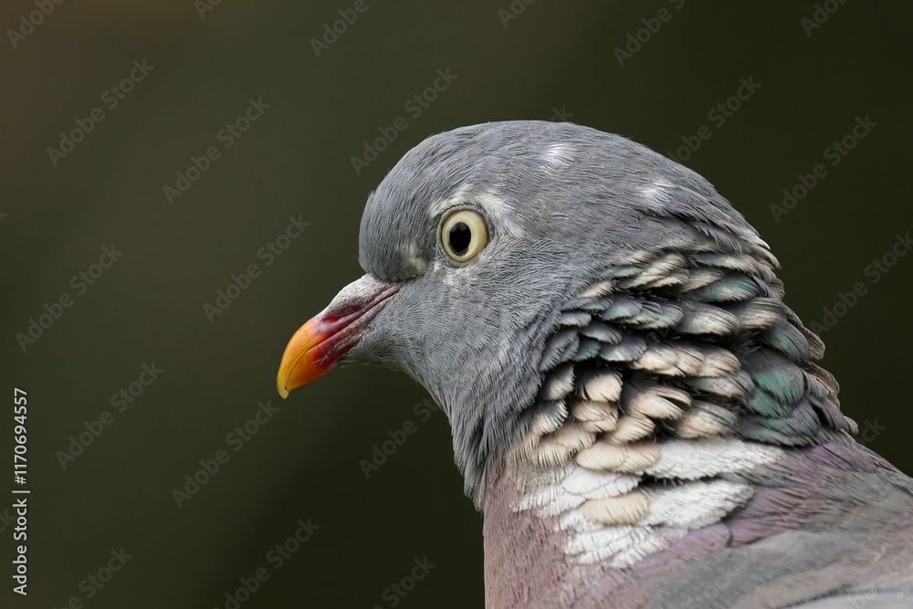 Pigeon close-up with detailed feathers. Pigeon close-up with detailed feathers.