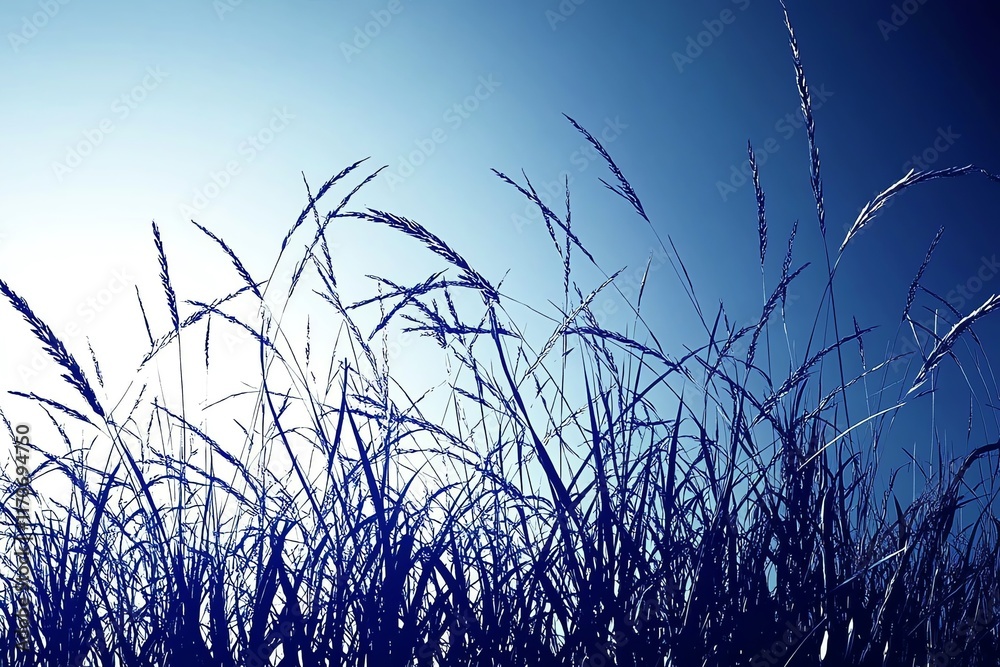 Obraz premium Serene Blue Grass Silhouette: A Minimalist Nature Artwork