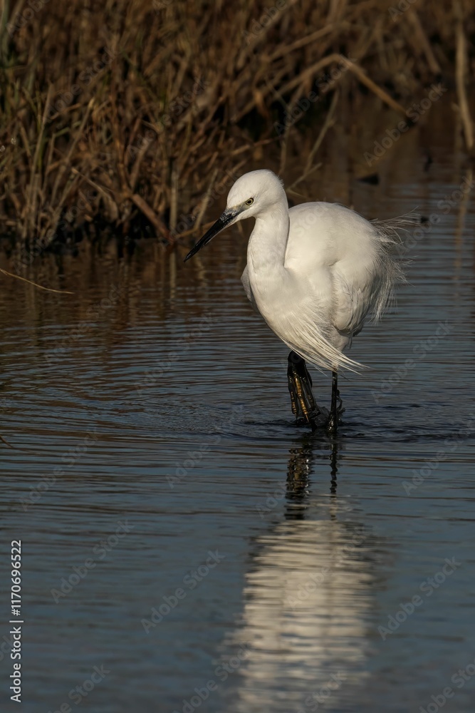 Graceful white egret wading in a marsh. Graceful white egret wading in a marsh.