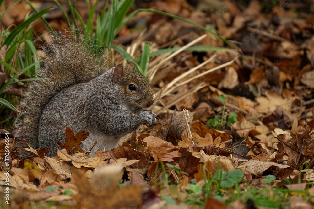 Gray squirrel foraging in autumn leaves. Gray squirrel foraging in autumn leaves.