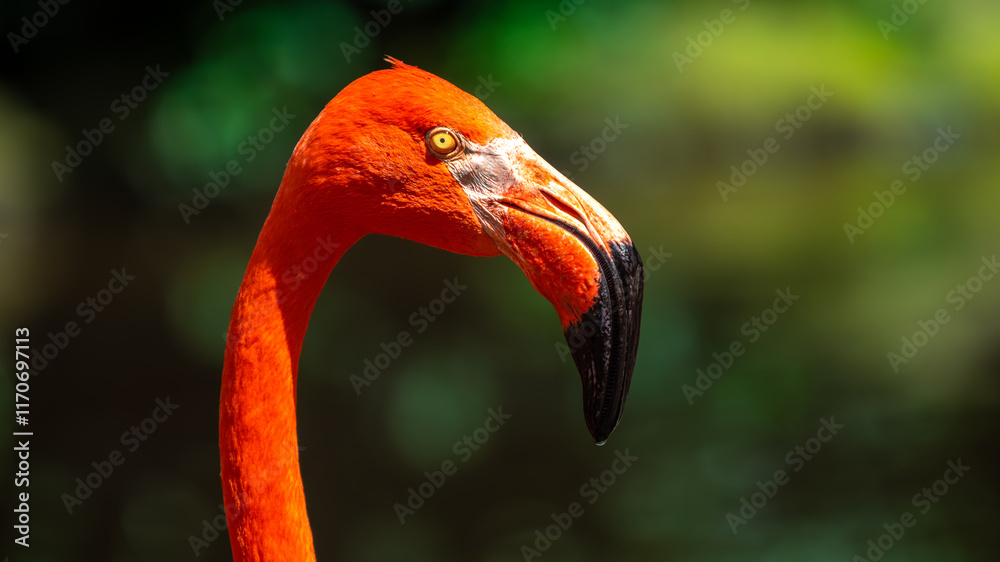 Fototapeta premium Caribbean Flamingo / American Flamingo (Phoenicopterus Ruber) in Birds Of Eden on the Garden Route in South Africa