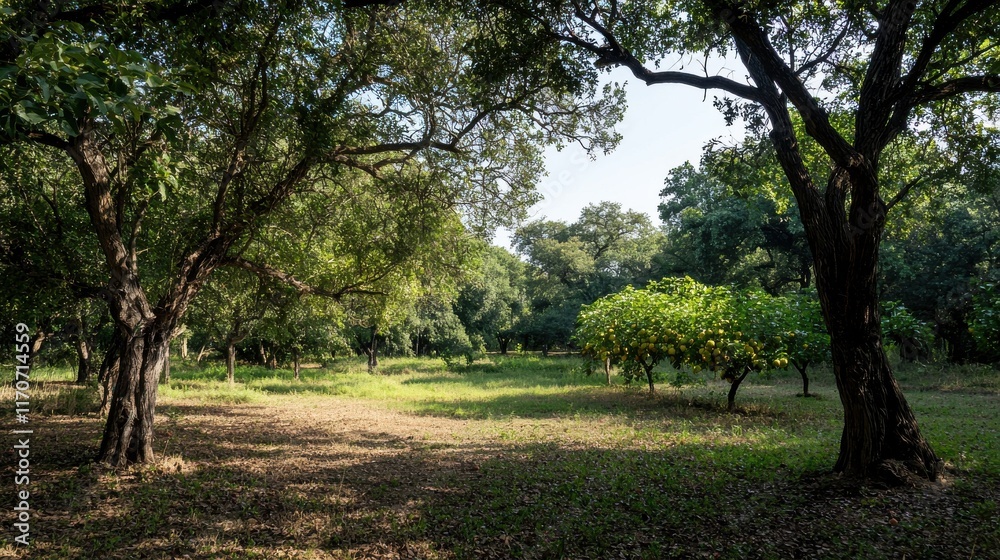 Serene fruit-laden orchard under sunlight tranquil nature scene vibrant green environment peaceful view Serene fruit-laden orchard under sunlight tranquil nature scene vibrant green environment peaceful view