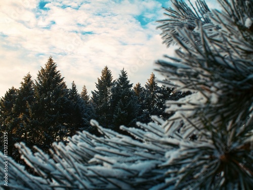 Dark forest covered by out of focus frost pine branch photo