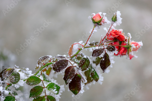 Rosenblüten mit Raureif im Garten