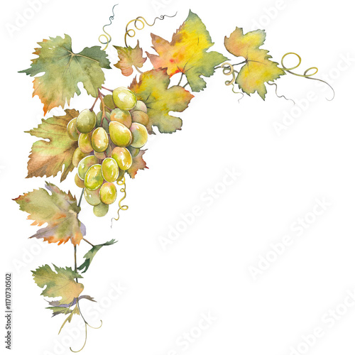 Branch of green grapes leaves. Isolated clip art. Hand painted watercolor illustration.