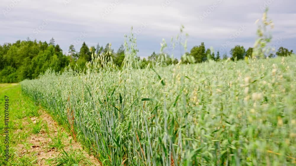 Walking in a edge of wheat field, point of view sense Walking in a edge of wheat field, point of view sense