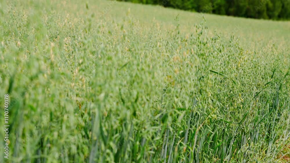 Lush green oat field swaying gently. Tilt down camera movement. Lush green oat field swaying gently. Tilt down camera movement.