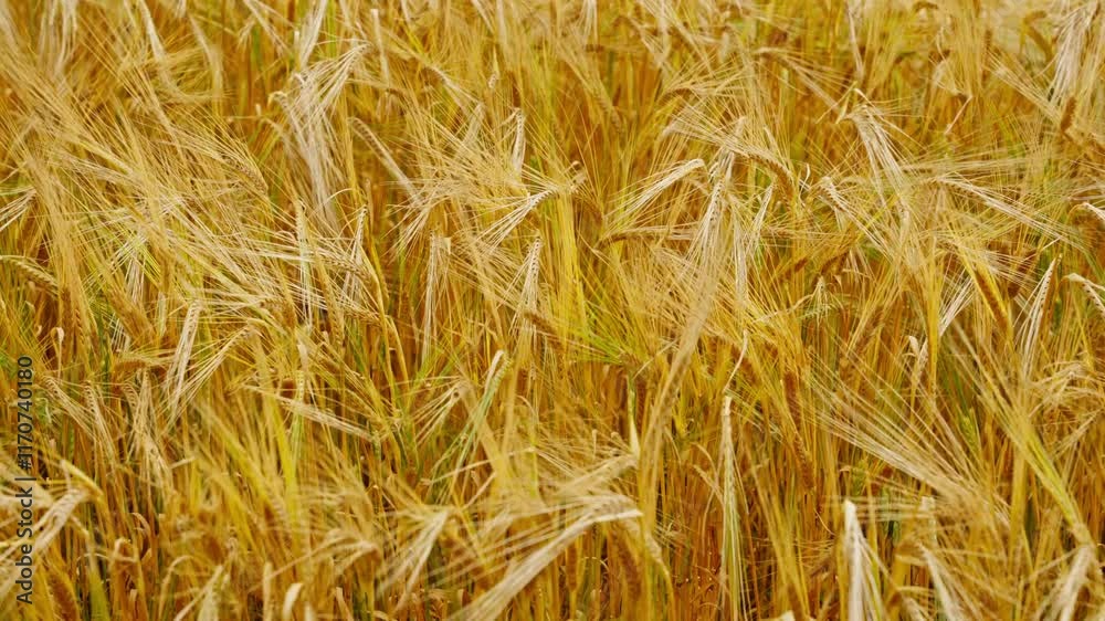 Agricultural field of golden ripe wheat ears swaying by the wind. Wheat field Agricultural field of golden ripe wheat ears swaying by the wind. Wheat field
