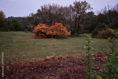 A bushy red smoke tree in autumn